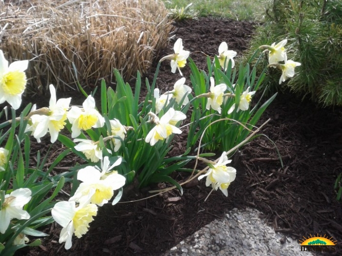 Flowering plant - Daffodil