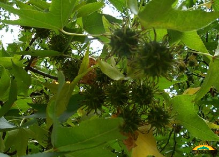Fruit tree - Plant