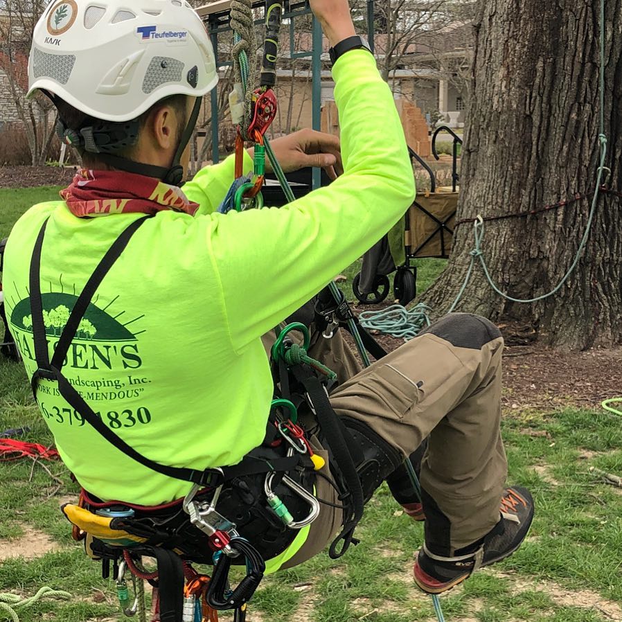 Climbing Harness - Tree