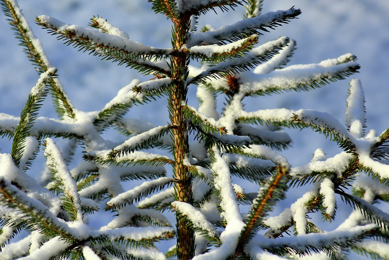 winter tree care