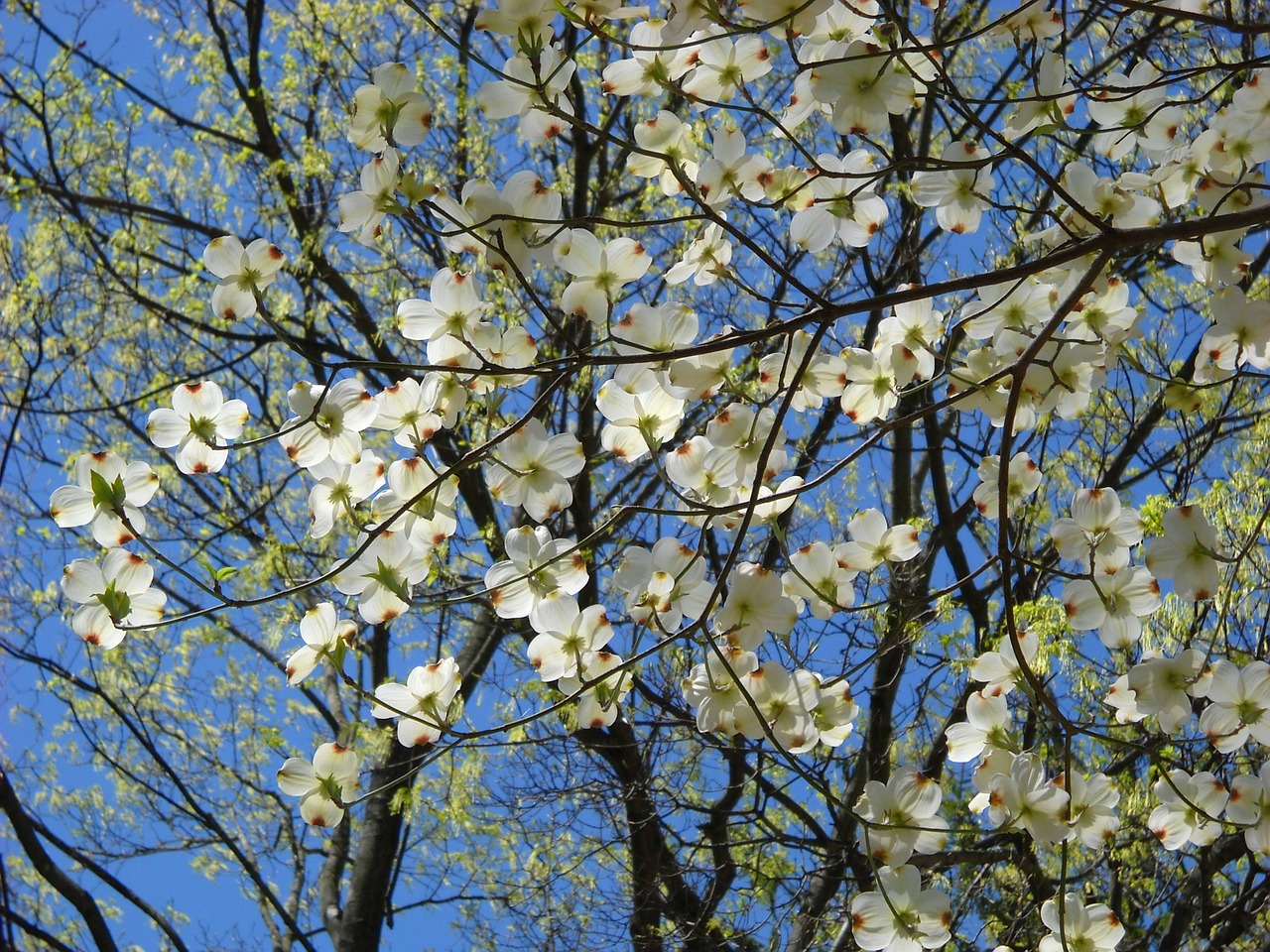 Flowering dogwood - Common dogwood