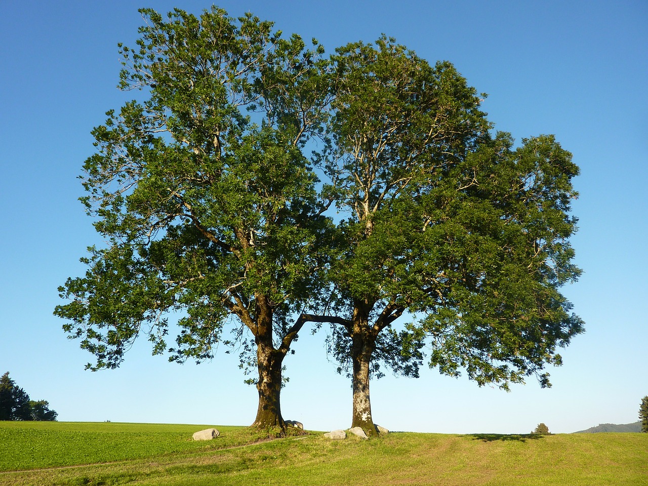 Emerald ash borer - Tree