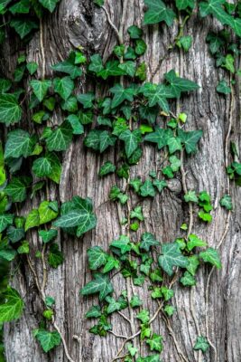 Common ivy - Vine