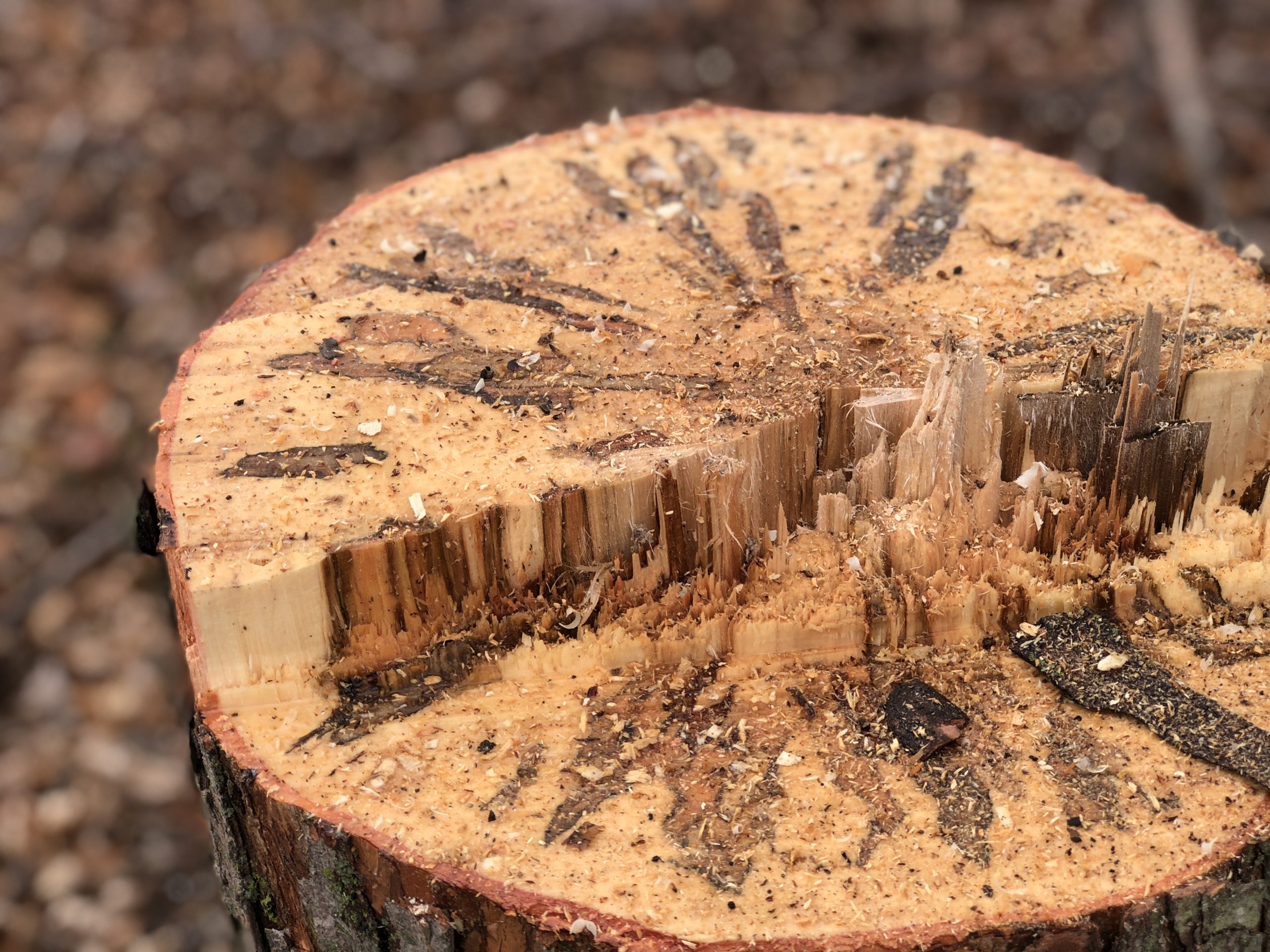 Tree stump - Wood