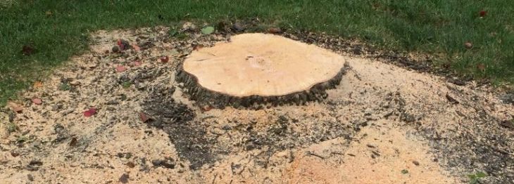Tree stump - Soil