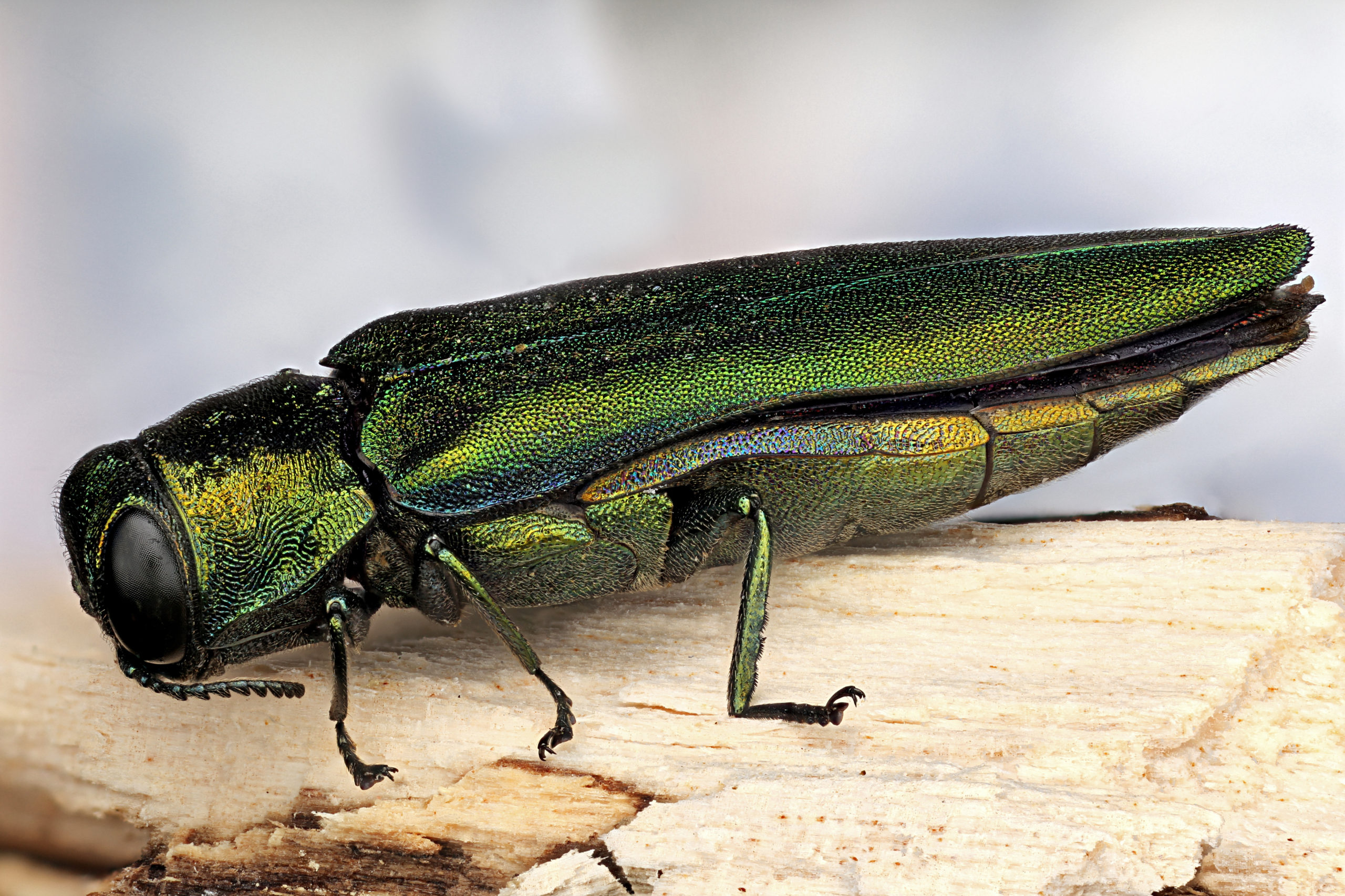 Beetles - Emerald ash borer