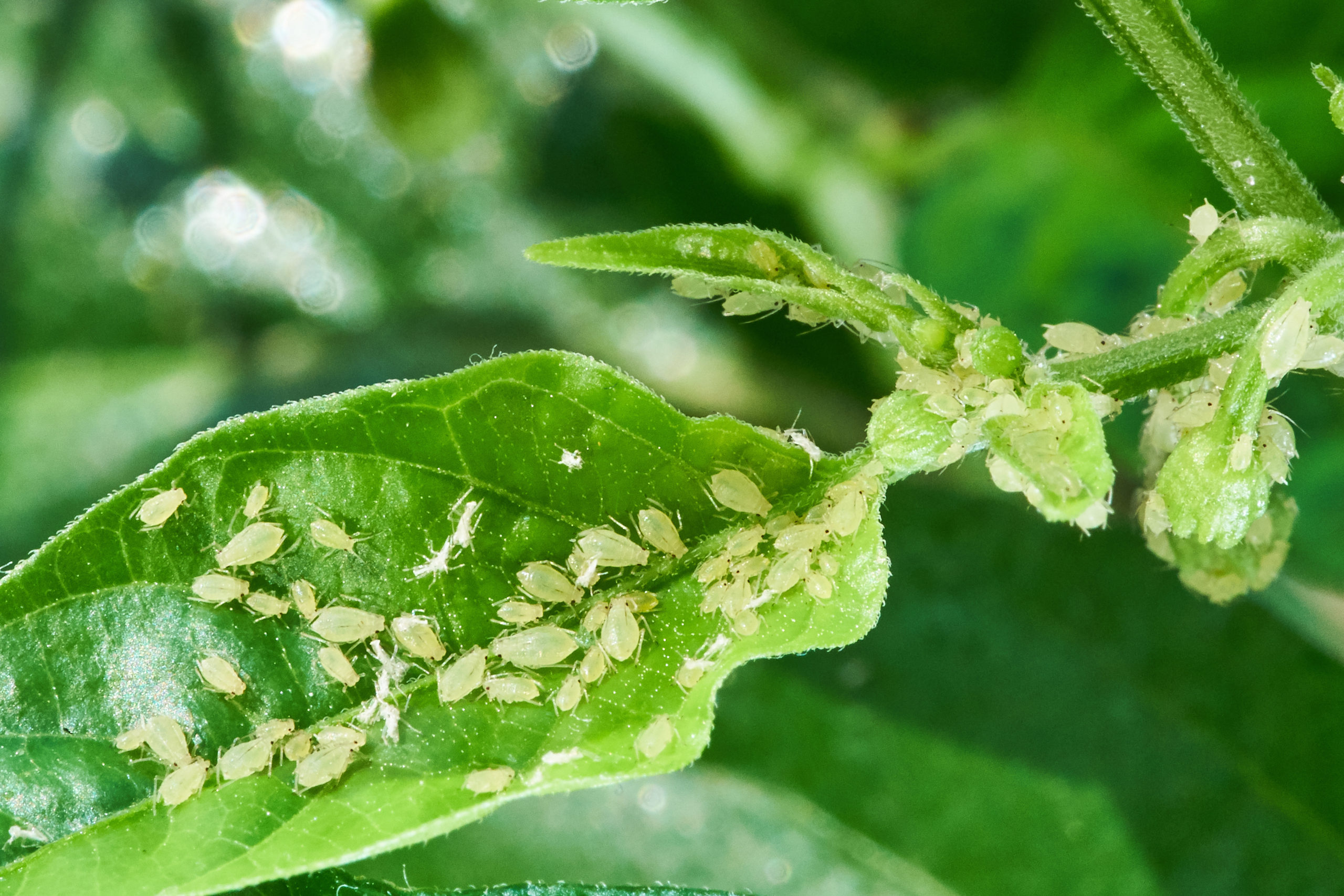 Aphid - Stock photography