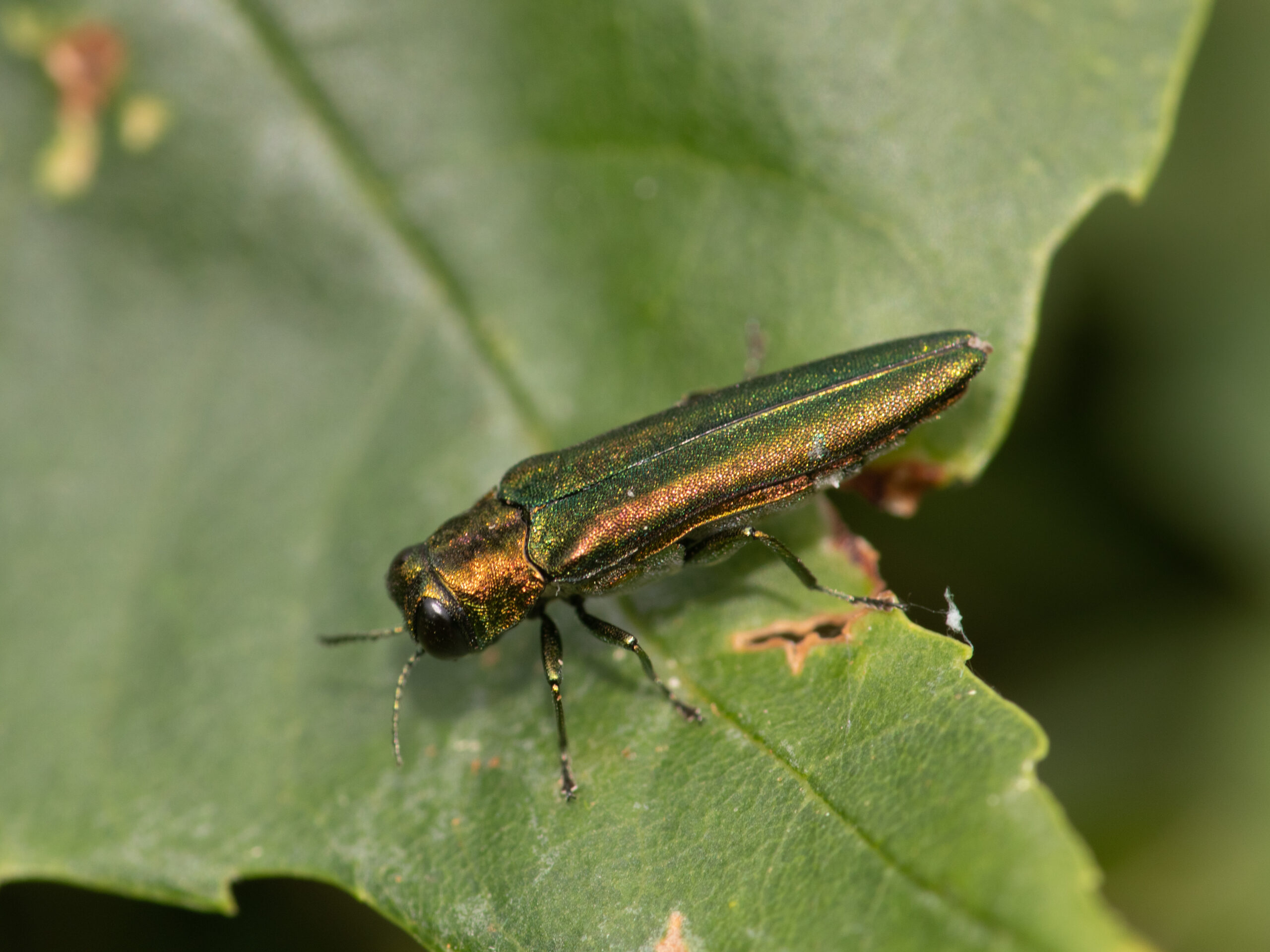 Beetles - Emerald ash borer
