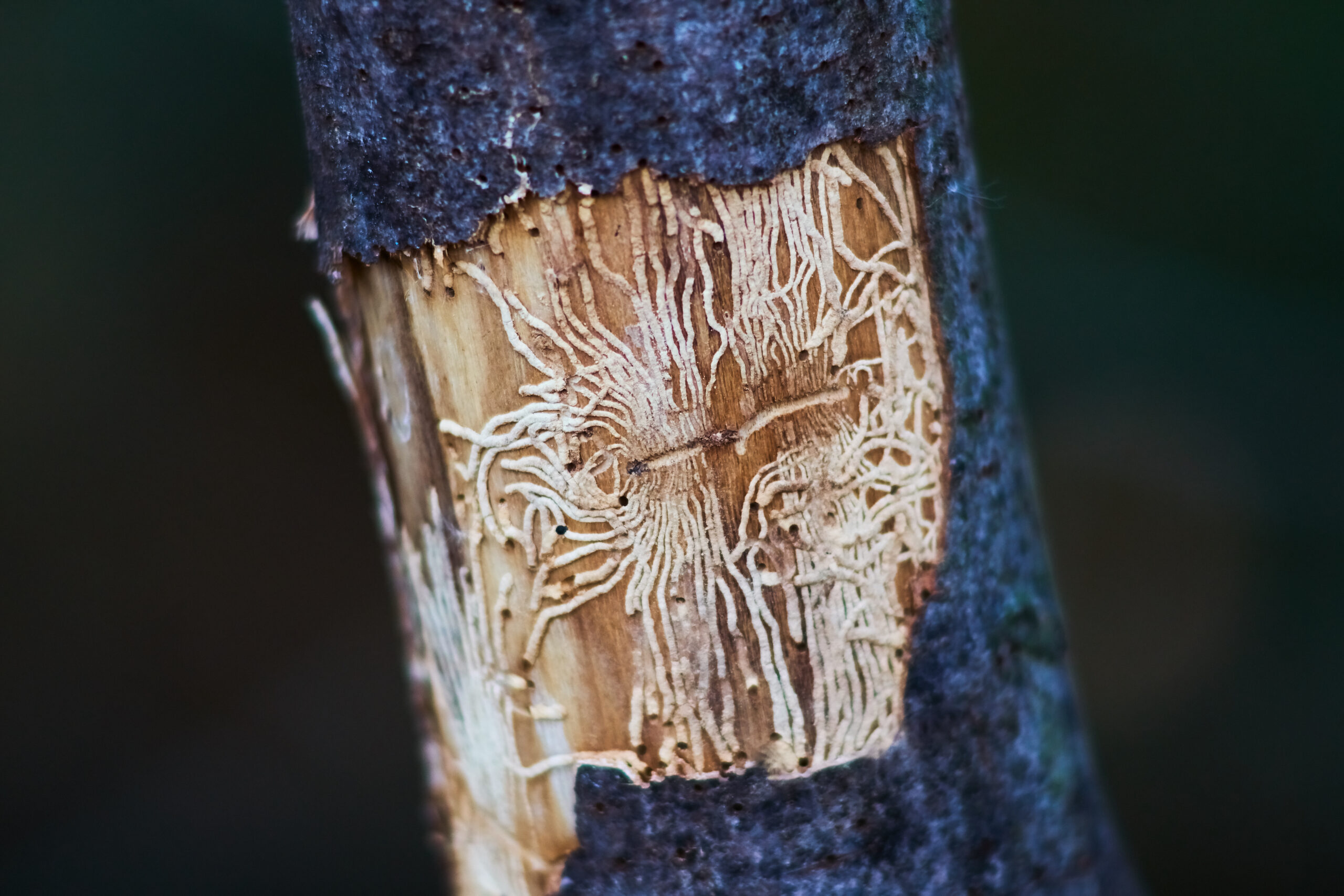 Beetles - European spruce bark beetle
