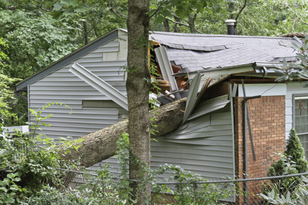 tree home damage