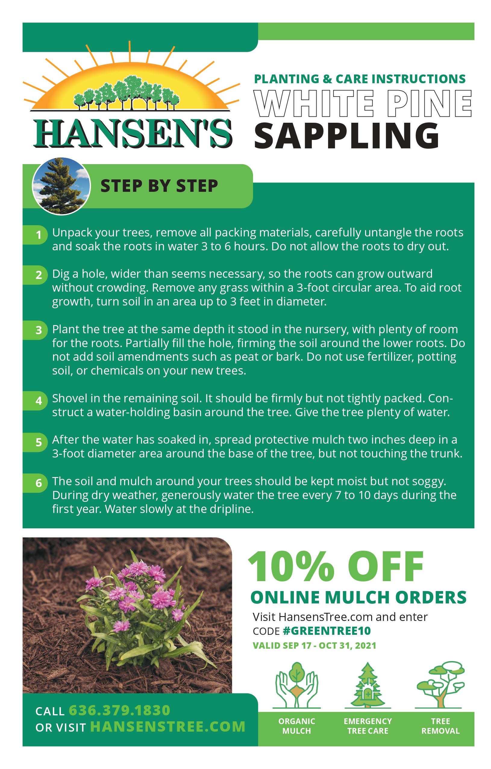 White Pine Care & Planting Instructions