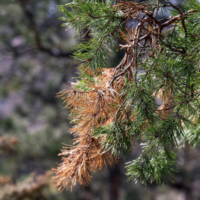 Hansen's Tree Service