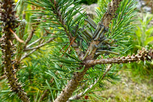 European pine sawfly larvae, cluster on conifer