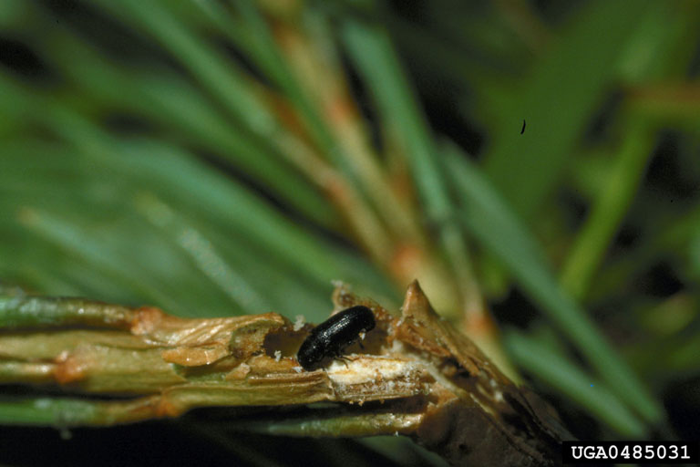 common pine shoot beetle, larger pine shoot beetle (Tomicus piniperda)