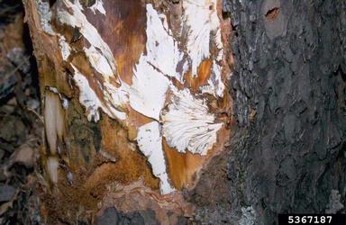 example of Armillaria root rot