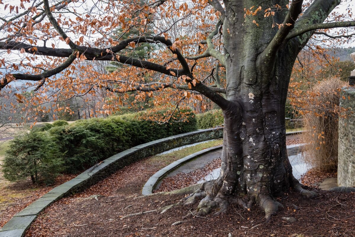 Hansen's Tree Service