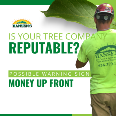 Hansen's Warning Sign a Tree Company May Not be Reputable Money Up Front