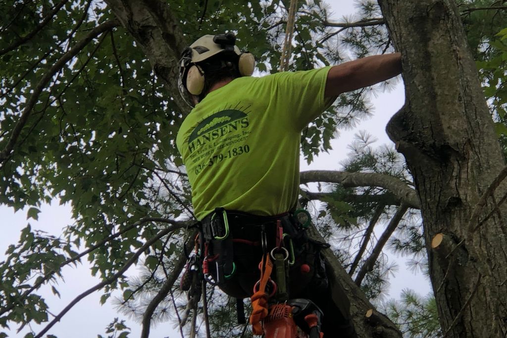 Hansen's Tree Service