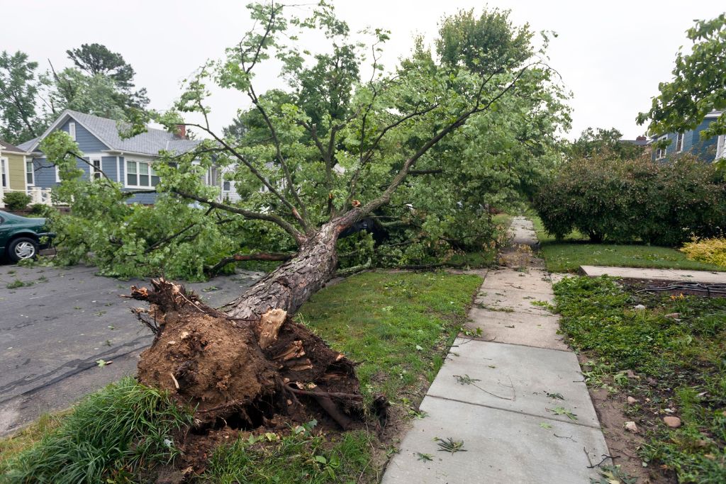 Hansen's Tree Service