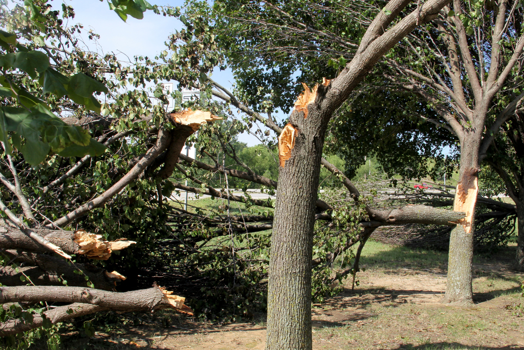 Hansen's Tree Service